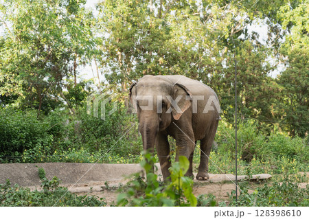 Majestic Asian Elephant Standing Gracefully Amidst Lush Greenery in Natural Habitat with Clear Trees and Soft Sunlight Filtering Through Leaves 128398610