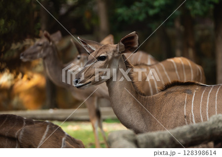 Majestic Female Nyala Among Graceful Herd in Natural Habitat with Soft Light and Lush Foliage Surrounding Them Majestic Female Nyala Among Graceful Herd in Natural Habitat with Soft Light and Lush Foliage Surrounding Them 128398614