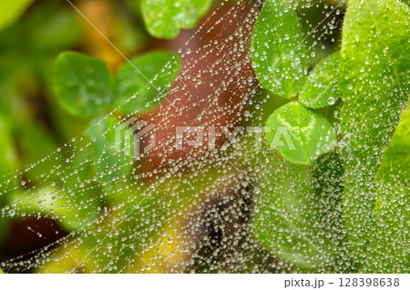 A stunning macro shot of a spiderweb covered in glistening water droplets. 128398638