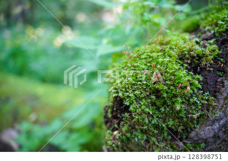 長野　上高地　木に生える苔 128398751