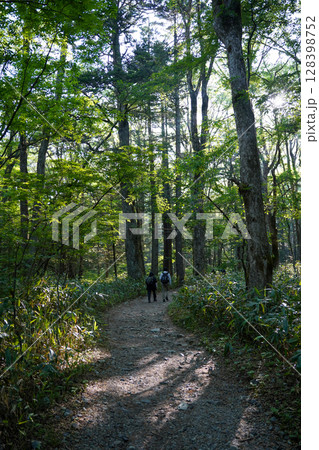 長野　上高地　新緑の中を行く登山者 128398752
