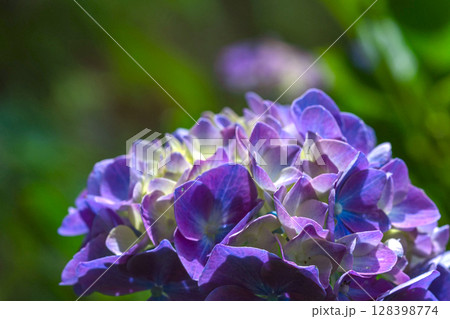 250708神明神社m137 128398774