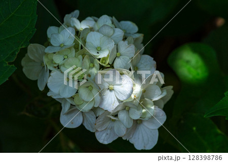 250708神明神社m160 250708神明神社m160 128398786
