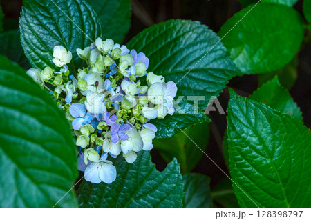 250708神明神社m180 250708神明神社m180 128398797