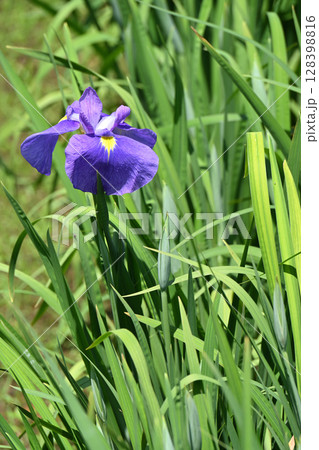 松涛・花菖蒲 松涛・花菖蒲 128398816