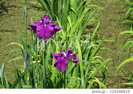 雪灯篭・花菖蒲 128398819