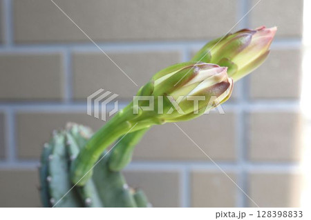 柱サボテン　蕾　つぼみ　サボテン　花 128398833