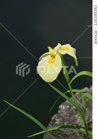 愛知の輝・花菖蒲 愛知の輝・花菖蒲 128398862