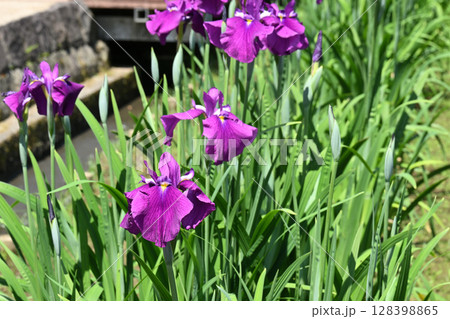 金剛城・花菖蒲 128398865