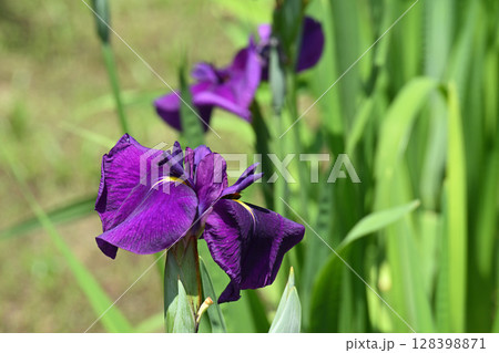 光源氏・花菖蒲 128398871