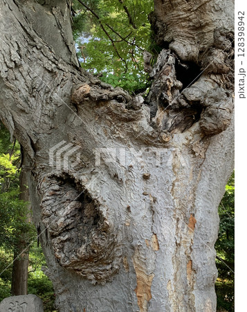 時を刻む古木の風格 128398942