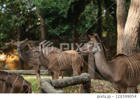 Group of graceful antelopes in a serene forest setting, showcasing their elegant features and distinct markings under soft natural light 128399054