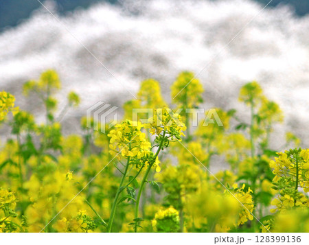 満開の菜の花と桜 満開の菜の花と桜 128399136