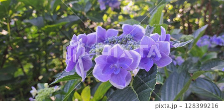 紫色の紫陽花 128399216