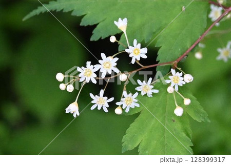 六甲の山で見られた小さい花ですが、白色の花の総状花序が綺麗なコゴメウツギ 128399317