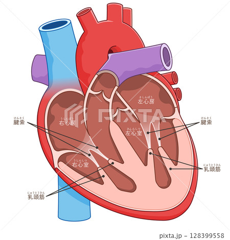 心臓の断面のイラスト Cross section of the heart  128399558