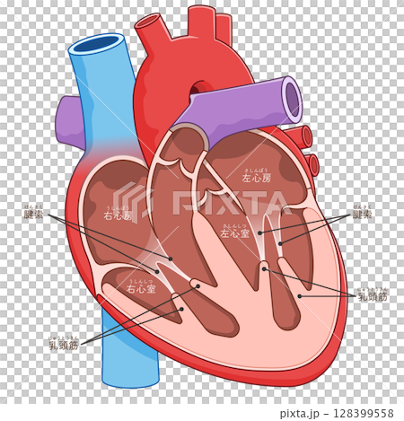 心臓の断面のイラスト Cross section of the heart  128399558