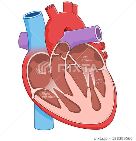 心臓の断面のイラスト Cross section of the heart 心臓の断面のイラスト Cross section of the heart 128399560