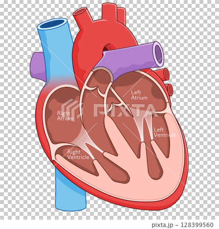 心臟橫切面的插圖 128399560