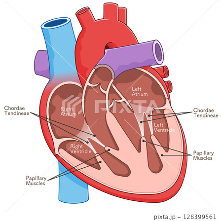 心臓の断面のイラスト Cross section of the heart  128399561