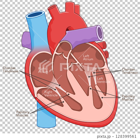 心臓の断面のイラスト Cross section of the heart  128399561
