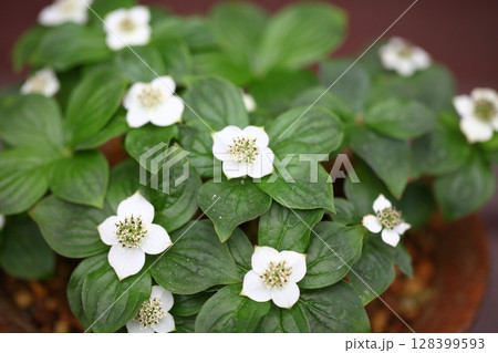 ゴゼンタチバナの花 ゴゼンタチバナの花 128399593