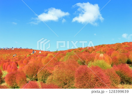 紅葉したコキア・見晴らしの丘 紅葉したコキア・見晴らしの丘 128399639