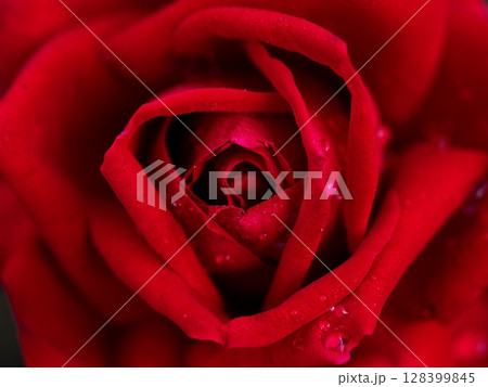 赤い薔薇のクローズアップ 赤い薔薇のクローズアップ 128399845