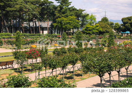 綺麗なバラ園 綺麗なバラ園 128399865