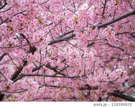 河津桜 128399928