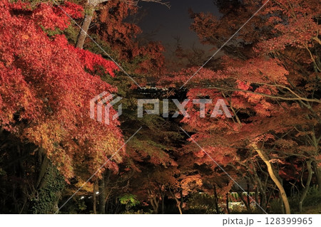 秋の夕暮れの筑波山のケーブルカー宮脇駅周辺に広がる、ライトアップされた真っ赤に紅葉した木々の景色 秋の夕暮れの筑波山のケーブルカー宮脇駅周辺に広がる、ライトアップされた真っ赤に紅葉した木々の景色 128399965