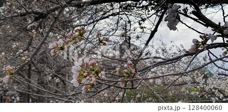桜と八坂の塔 桜と八坂の塔 128400060