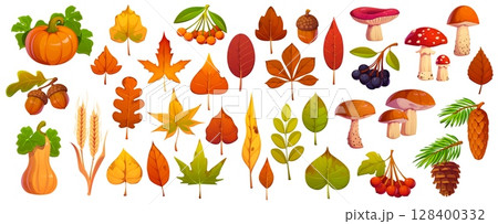 Cartoon autumn leaves, mushrooms, berries and pumpkins, vector fall season, Thanksgiving and Halloween. Cartoon autumn leaves of maple, oak and chestnut trees, acorns, cones, rowan and viburnum fruits Cartoon autumn leaves, mushrooms, berries and pumpkins, vector fall season, Thanksgiving and Halloween. Cartoon autumn leaves of maple, oak and chestnut trees, acorns, cones, rowan and viburnum fruits 128400332