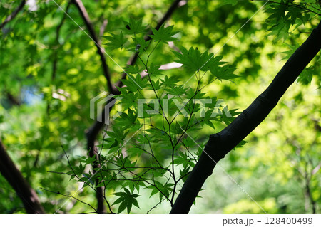 京都の寺院の境内の楓 128400499