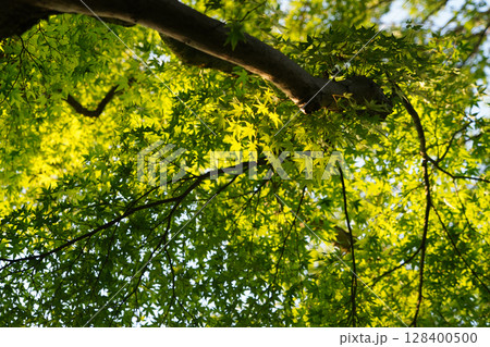 京都の寺院の境内の楓 128400500