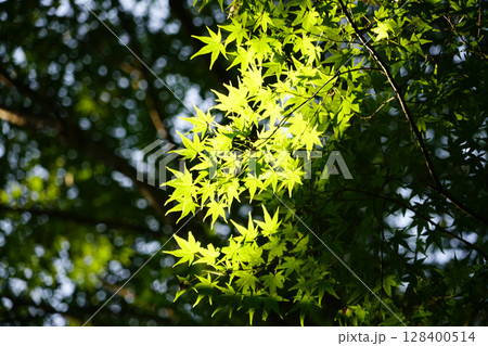 京都の寺院の境内の楓 京都の寺院の境内の楓 128400514