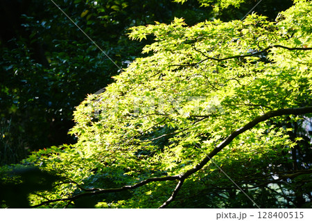 京都の寺院の境内の楓 京都の寺院の境内の楓 128400515
