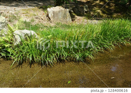 渓流や水路沿いなどの湿地を好んで群生する「セキショウ（石菖）」 128400616