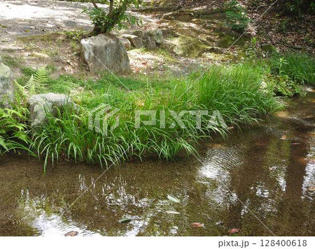 渓流や水路沿いなどの湿地を好んで群生する「セキショウ(石菖)」 渓流や水路沿いなどの湿地を好んで群生する「セキショウ(石菖)」 128400618