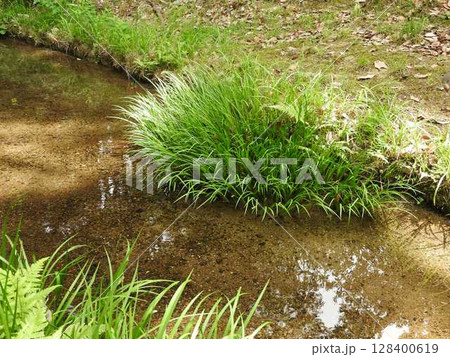 渓流や水路沿いなどの湿地を好んで群生する「セキショウ（石菖）」 128400619