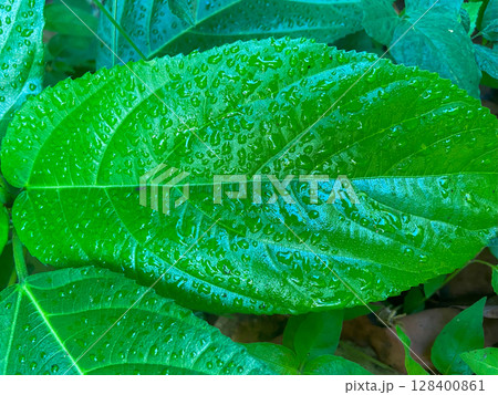 leaf texture with water drops 128400861