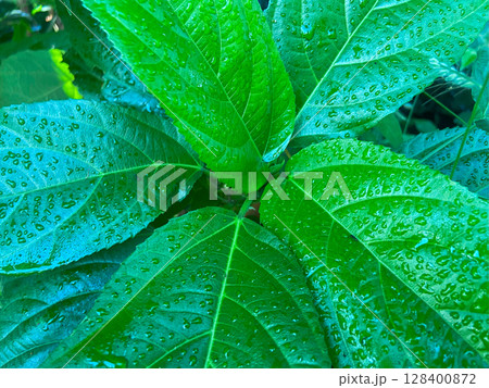close up of green leaf texture close up of green leaf texture 128400872