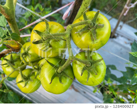 green tomatoes on the branch green tomatoes on the branch 128400927
