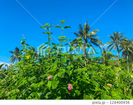 beautiful flower in tropical beautiful flower in tropical 128400936