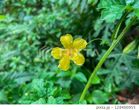 flower of cucumber in the garden flower of cucumber in the garden 128400955