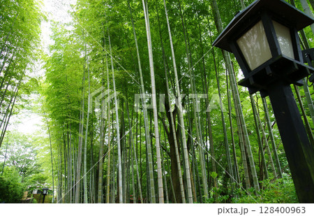 伊豆修善寺　竹林の小径 128400963