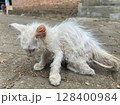 cat in the floor 128400984