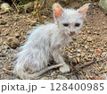 white cat on the ground 128400985