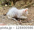 white baby cat in the zoo 128400986
