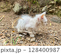 white goat in the farm 128400987